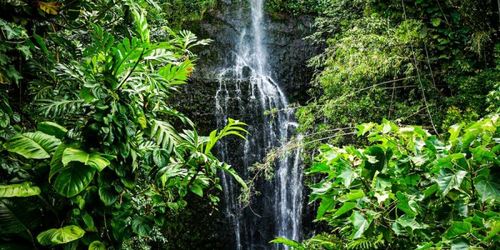 1000x1580 Rainforest Waterfall Pictures | Download Free Images on Unsplash