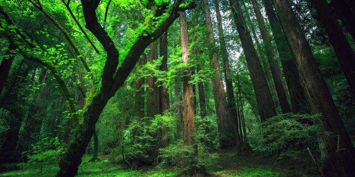 2000x1201 Cropped 1386331 Best Amazon Rainforest Wallpaper 1920x1200 For Mac - Warner  College of Natural Resources