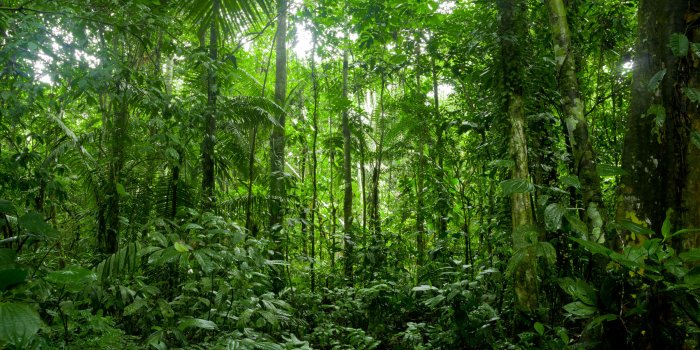 3200x2128 Tropical Rainforest Landscape Amazon Mural - Murals Your Way