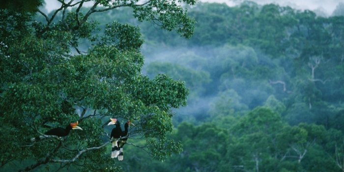 1083x813 Habitats -- Tropical Rain Forest Pictures, Wallpapers, Downloads --  National Geographic