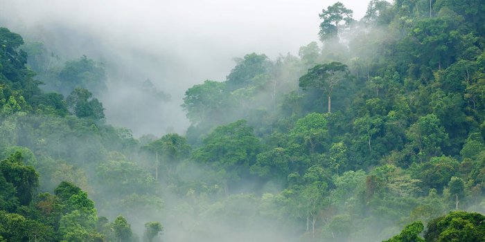 1650x1070 Misty Rainforest Wallpaper Mural | Hovia