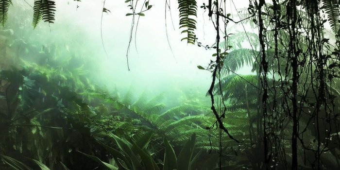 1680x1050 200+] Rainforest Backgrounds | Wallpapers.com