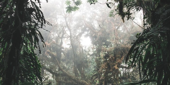 1000x1500 Cloud Forest Pictures | Download Free Images on Unsplash