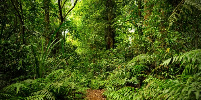 2880x1800 Rainforest Ultra HD Desktop Background Wallpaper for 4K UHD TV : Widescreen  & UltraWide Desktop & Laptop : Tablet : Smartphone