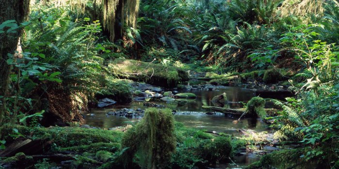 1920x1080 Tropical Rainforest HD Wallpapers and Backgrounds