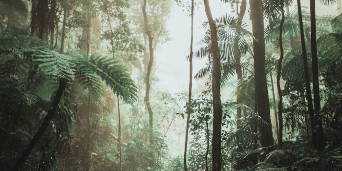 1000x1500 500+ Rain Forest Pictures [Stunning!] | Download Free Images on Unsplash