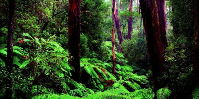 1920x1200 Amazon Rainforest Wallpapers