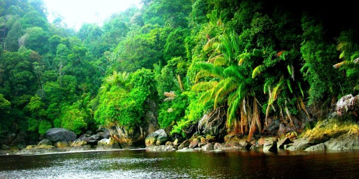 1920x1080 Amazon Rainforest Jungle Black River Wallpaper Hd Resolution -  Gnome-look.org