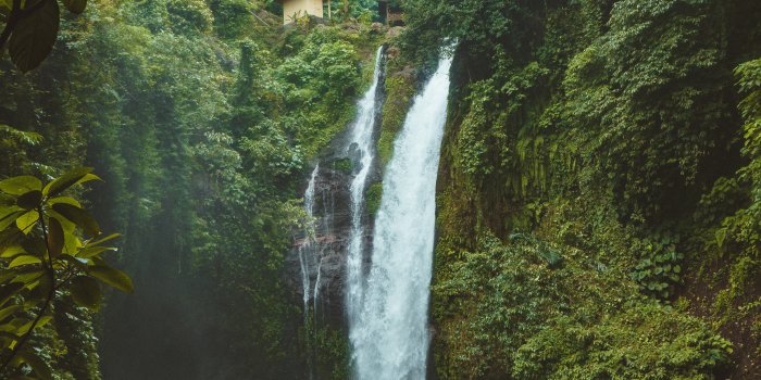 3986x5979 Jungle Photos, Download The BEST Free Jungle Stock Photos & HD Images