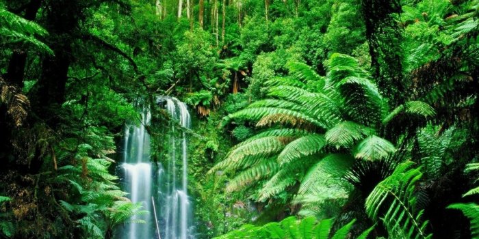 1244x700 Green landscapes trees jungle forest rainforest wallpaper | 1920x1080 |  66619 | WallpaperUP