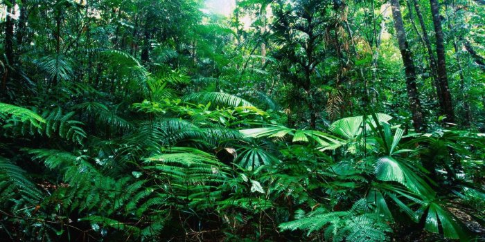 1920x1080 Tropical Rainforest wallpaper - 990284 | Jungle wallpaper, Rainforest  pictures, Tropical rainforest