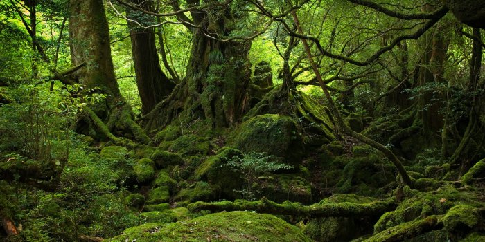 2560x1600 Rainforest Ultra HD Desktop Background Wallpaper for 4K UHD TV : Multi  Display, Dual Monitor : Tablet : Smartphone