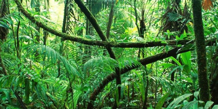 1200x1212 Rainforest - Wikipedia