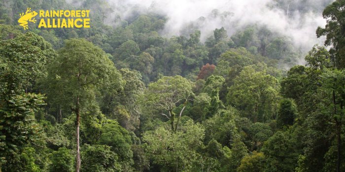 1920x1080 Rainforest Alliance's Zoom Backgrounds | Rainforest Alliance