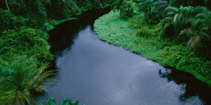 1083x813 Habitats -- Tropical Rain Forest Pictures, Wallpapers, Downloads --  National Geographic