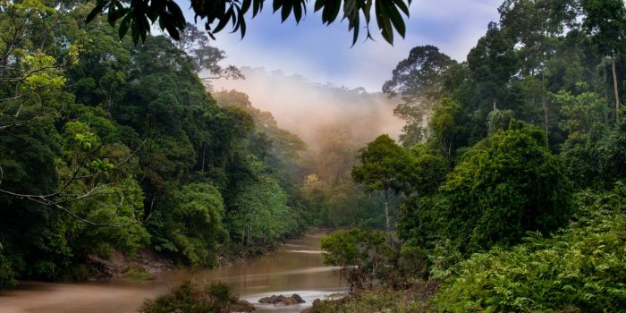 1600x1064 Rainforest Photography: 8 Top Tips for Stand-Out Images - Nature TTL