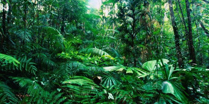 1244x700 Tropical Australia rainforest wallpaper | 1920x1080 | 216775 | WallpaperUP