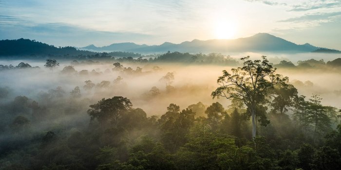 1920x1080 Download Old Borneo Rainforest Wallpaper | Wallpapers.com