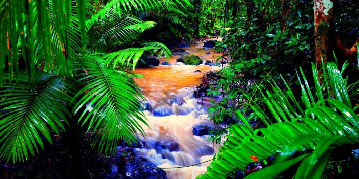 1920x1080 Rainforest Pictures Wallpapers (36 Wallpapers) – Adorable Wallpapers |  Nature desktop wallpaper, Rainforest flowers, Beautiful forest nature