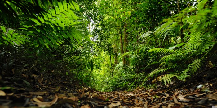3840x1600 Rainforest Path Ultra HD Desktop Background Wallpaper for 4K UHD TV :  Widescreen & UltraWide Desktop & Laptop : Tablet : Smartphone
