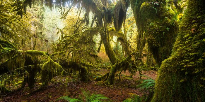 1920x1080 500+] Forest Backgrounds | Wallpapers.com