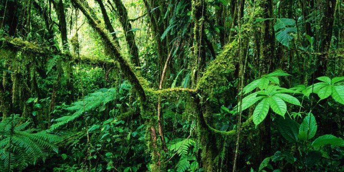 1600x1200 Tropical Rainforest Wallpapers