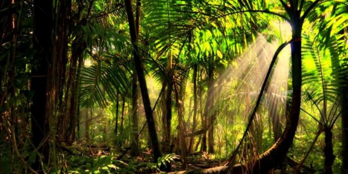 1024x768 Rain Forest Background | Rainforest pictures, Rainforest, Forest wallpaper