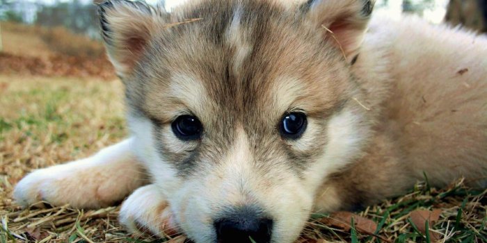 1920x1080 Wolf Puppies Wallpapers