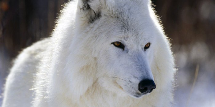 1024x768 Cute Wolf Animal Wallpaper | Animals Wallpapers By Superluck…