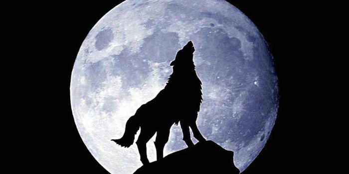 1242x2208 Black Cool Wolf Wallpaper - KoLPaPer - Awesome Free HD Wallpapers | Wolf  wallpaper, Free hd wallpapers, Hd wallpaper