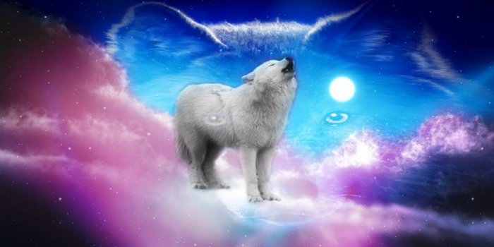 1280x720 Cute Wolves Wallpapers