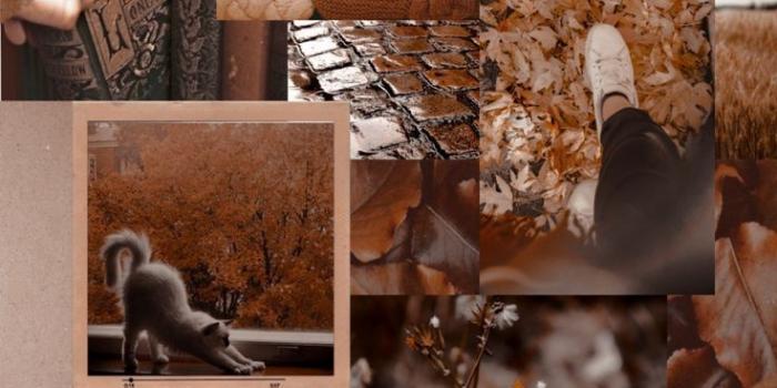 736x1308 25 Autumn Collage Aesthetic Wallpapers : Look Up, You'll See The Stars I  Take You | Wedding Readings | Wedding Ideas | Wedding Dresses | Wedding  Theme