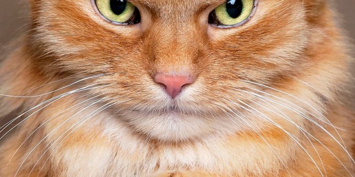 900x1600 Free custom funny cat phone wallpaper templates | Canva