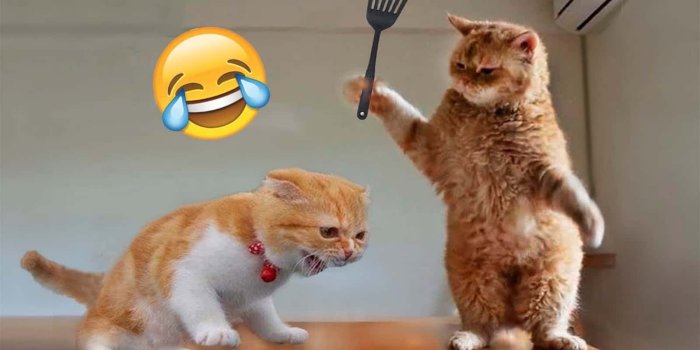1600x900 100+] Funny Cats Pictures | Wallpapers.com