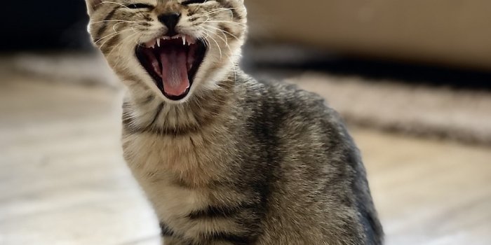1000x1250 1500+ Funny Cat Pictures | Download Free Images on Unsplash