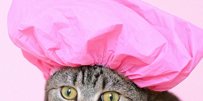 3267x4901 Funny Cat Photos, Download The BEST Free Funny Cat Stock Photos & HD Images