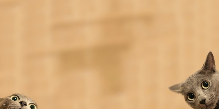 1920x1200 Best cat wallpaper of all time [1920×1200] : r/wallpapers