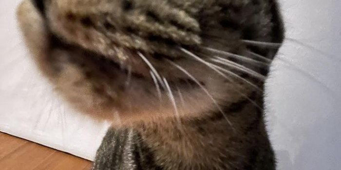 736x1104 funny cat pictures / funny cat wallpapers in 2023 | Funny cat wallpaper, Funny  cat pictures, Cute cats photos