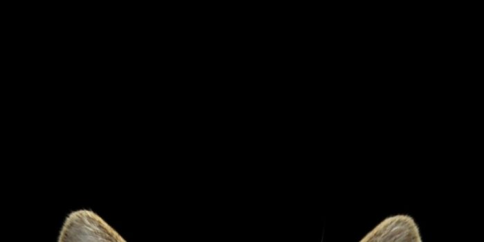 929x1300 Funny Cat | Posters, Art Prints, Wall Murals | +250 000 motifs