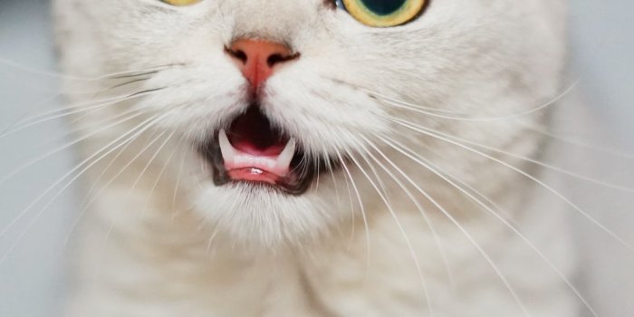 1000x1933 1500+ Funny Cat Pictures | Download Free Images on Unsplash