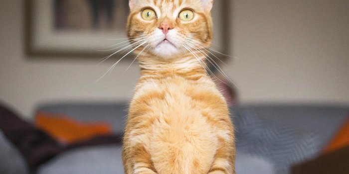 1600x1600 71 Funny Cat Memes You'll Laugh at Every Time | Hilarious Cat Memes