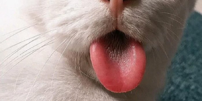 951x1690 Cute Cat Wallpapers in 2023 | Cat memes, Cute cat memes, Cute cat wallpaper