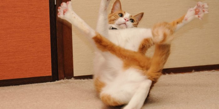 2560x1700 25 Funny Cat Photos You Need to See | Reader's Digest