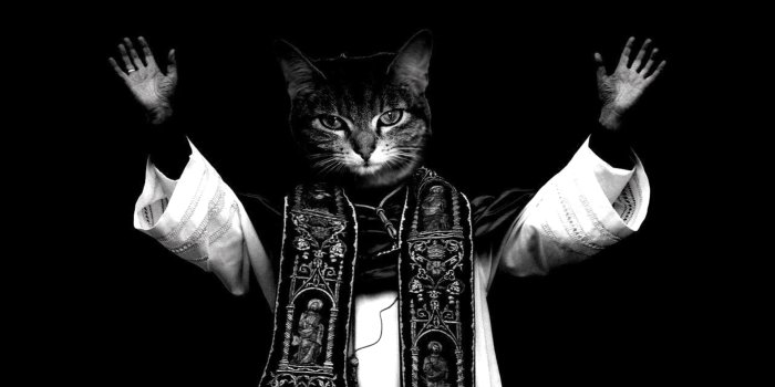 1920x1080 Funny Cat HD Wallpaper