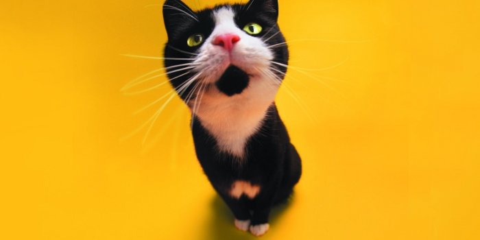 1440x1080 Funny Cat Ultra HD Desktop Background Wallpaper for 4K UHD TV : Tablet :  Smartphone