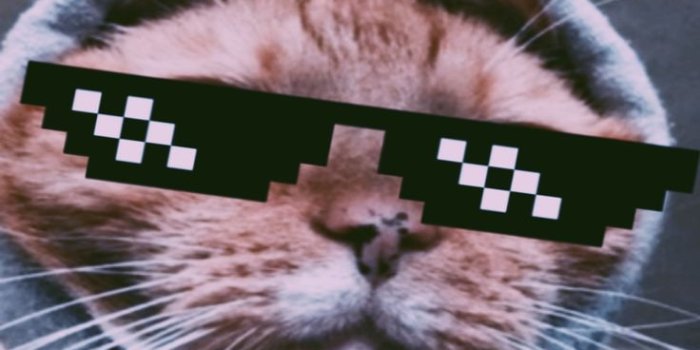 736x1308 Funny Memes Wallpapers Download for Mobile - Top Memes Wallpapers | Funny  cat wallpaper, Cat memes, Funny cats