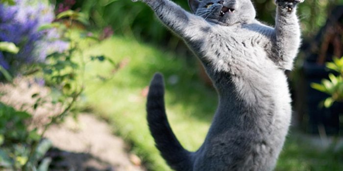 1200x1800 Funny cat Wallpapers Download | MobCup