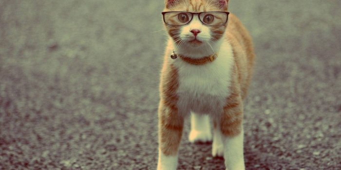 1920x1200 Download Funny Cat Wearing Glasses Wallpaper | Wallpapers.com