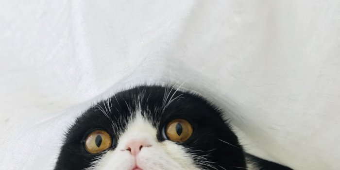 1000x1333 1500+ Funny Cat Pictures | Download Free Images on Unsplash