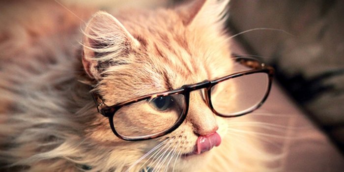1366x768 Funny-Cat-wallpaper | HD WALLPAPERS